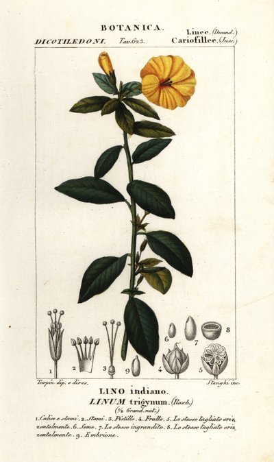Fransk lin, Linum trigynum av Stanghi Stanghi