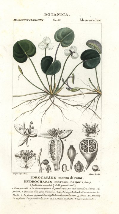 Froskebitt, Hydrocharis bitefrosk av Stanghi Stanghi