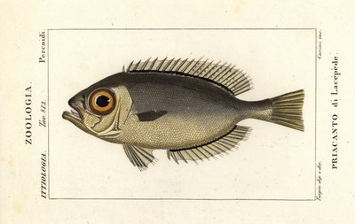 Glassøye store øyne, Heteropriacanthus cruentatus av Stanghi Stanghi