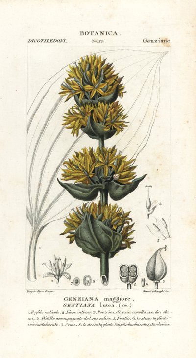 Flott gul gentian, Gentiana lutea av Stanghi Stanghi