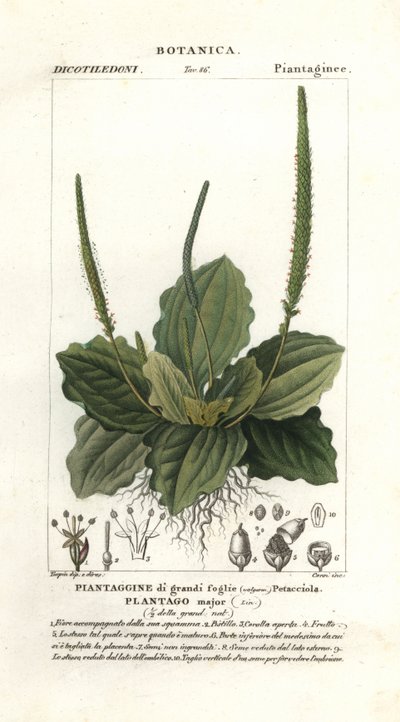 Store groblad, Plantago major av Stanghi Stanghi