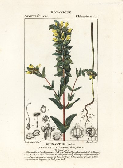 Større gul rangle, Rhinanthus alectorolophus av Stanghi Stanghi