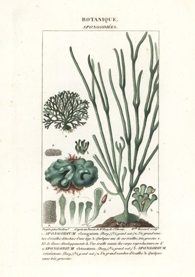 Grønnalge Spongodium-art av Stanghi Stanghi