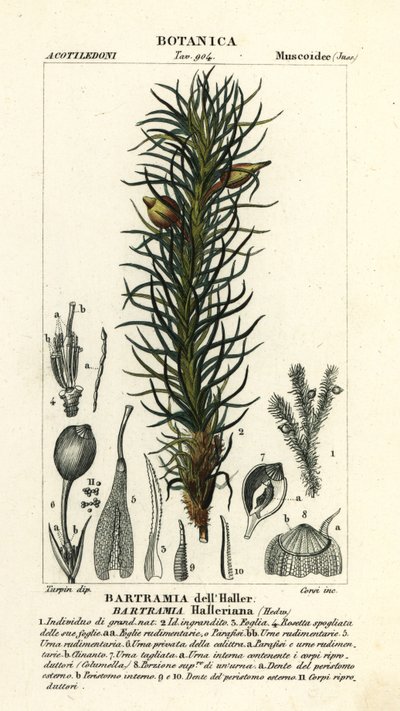 Hallers eplemose, Bartramia halleriana av Stanghi Stanghi
