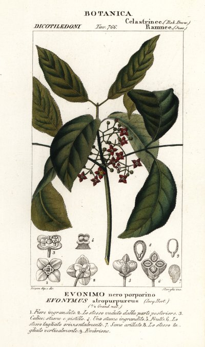 Hamiltons spindeltre, Euonymus hamiltonianus av Stanghi Stanghi