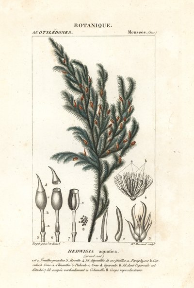 Hedwigia aquatica mose av Stanghi Stanghi