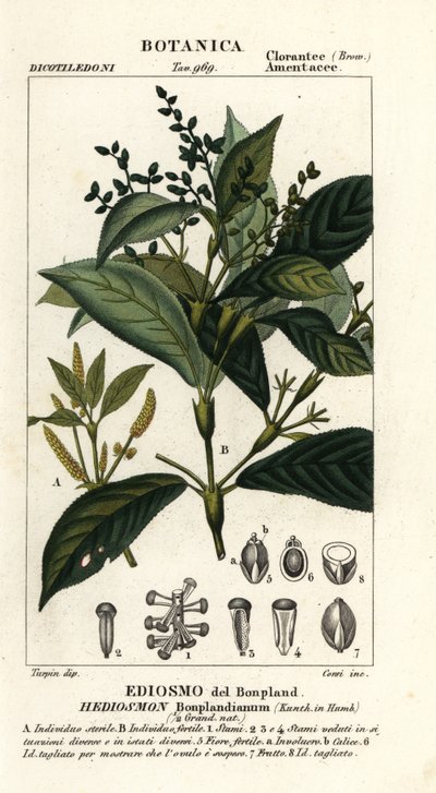 Hedyosmum bonplandianum av Stanghi Stanghi