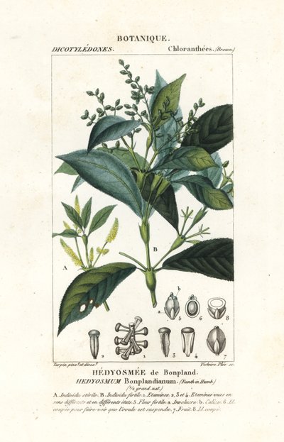 Hedyosmum bonplandianum, Kunth av Stanghi Stanghi