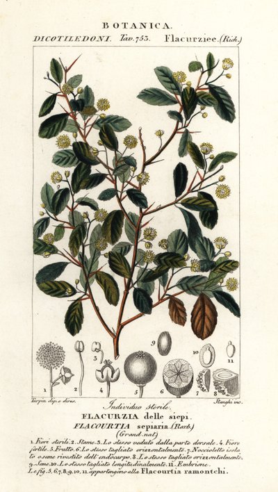 Indisk plomme, Flacourtia indica av Stanghi Stanghi
