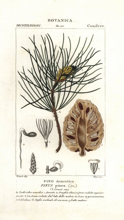 Italiensk steinfuru, Pinus pinea av Stanghi Stanghi