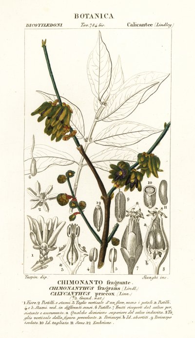 Japansk allehånde, Chimonanthus praecox av Stanghi Stanghi