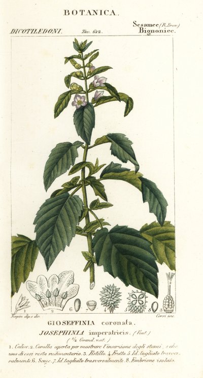 Keiserinne Josephine av Stanghi Stanghi