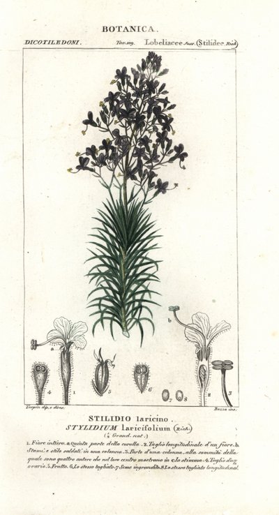 Lerkblad- eller tretriggerplante, Stylidium laricifolium av Stanghi Stanghi