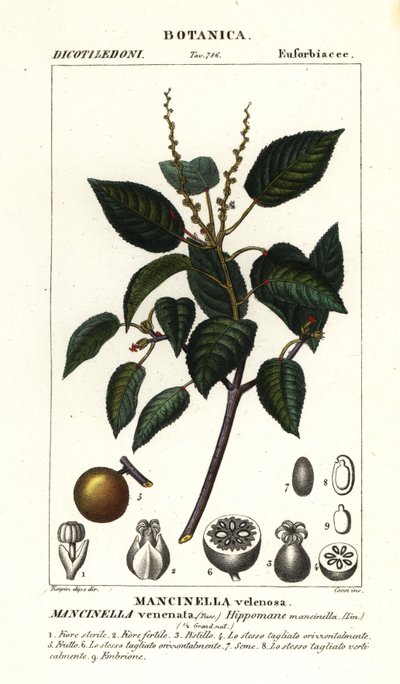 Manchineel eller strandepletre, Hippomane mancinella av Stanghi Stanghi