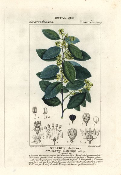 Middelhavstindved, Rhamnus alaternus av Stanghi Stanghi