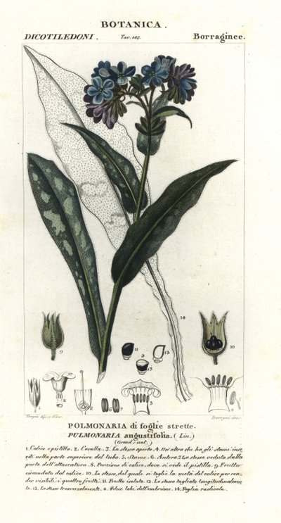 Smalbladet lungeurt, Pulmonaria angustifolia av Stanghi Stanghi