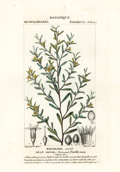 Olax stricta av Stanghi Stanghi