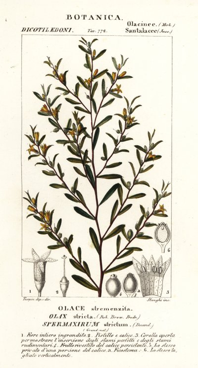 Olax stricta av Stanghi Stanghi