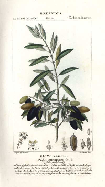 Olive tree, Olea europaea av Stanghi Stanghi