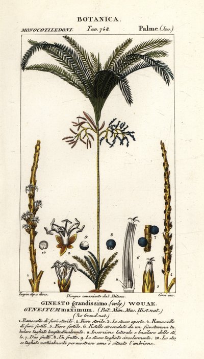 Palmetre, Geonoma maxima av Stanghi Stanghi