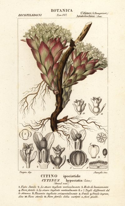 Parasittisk plante, Cytinus hypocistis av Stanghi Stanghi