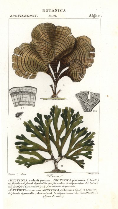 Påfuglhale, Padina pavonica 1 og Dictyota dichotoma 2 av Stanghi Stanghi