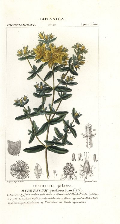 Perforer johannesurt, Hypericum perforatum av Stanghi Stanghi