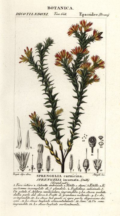 Rosa sumplynge, Sprengelia incarnata av Stanghi Stanghi
