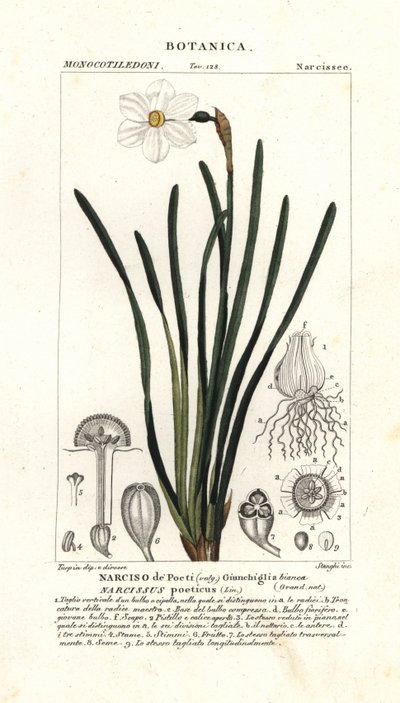 Poetens påskelilje, Narcissus poeticus av Stanghi Stanghi