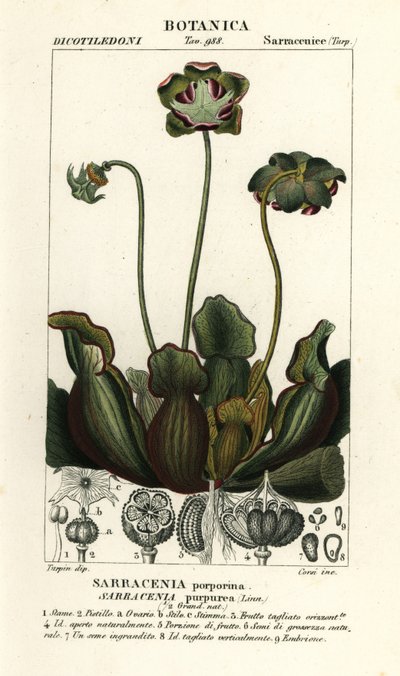Lilla krukkeplante, Sarracenia purpurea av Stanghi Stanghi