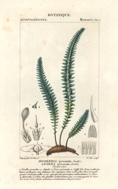 Fjellmose eller falsk bregnemose, Cyathophorum bulbosum av Stanghi Stanghi