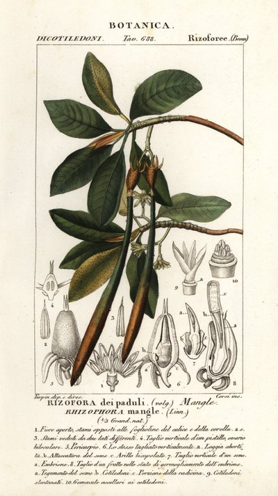 Rød mangrove, Rhizophora mangle av Stanghi Stanghi