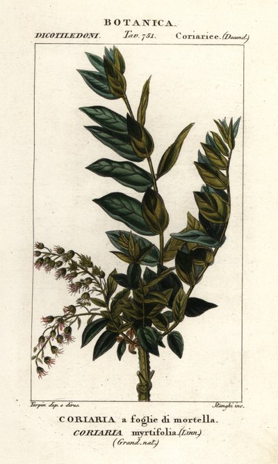 Redoul-tre, Coriaria myrtifolia av Stanghi Stanghi