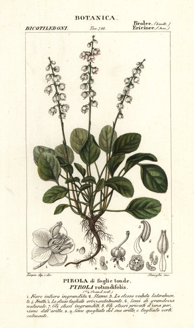 Rundbladet vintergrønn, Pyrola rotundifolia av Stanghi Stanghi