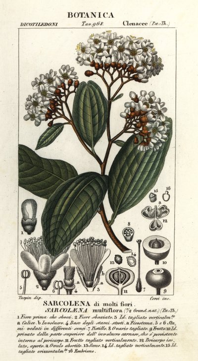 Sarcolaena multiflora av Stanghi Stanghi