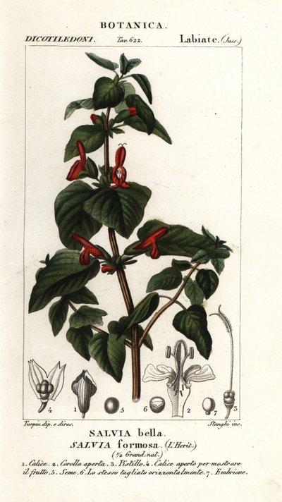 Skinnende bladsalvie, Salvia formosa av Stanghi Stanghi