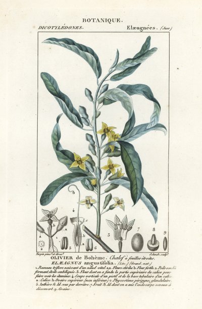 Sølvbær eller oleaster, Elaeagnus angustifolia av Stanghi Stanghi