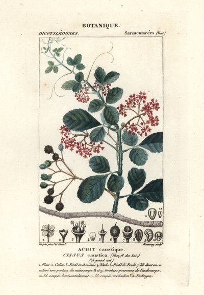 Skjebladtrebin, Cissus obovata av Stanghi Stanghi