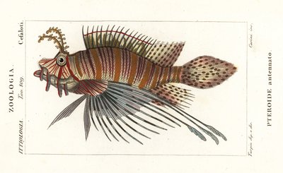 Spotfin løvefisk, Pterois antennata av Stanghi Stanghi
