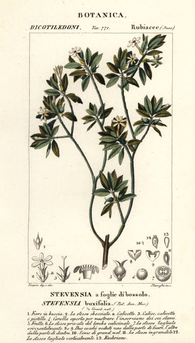 Stevensia buxifolia av Stanghi Stanghi