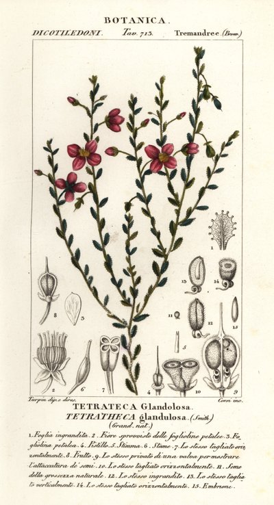 Tetratheca glandulosa av Stanghi Stanghi
