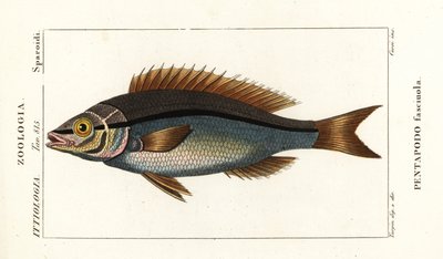 Trådbrasme, Pentapodus fasciuola av Stanghi Stanghi
