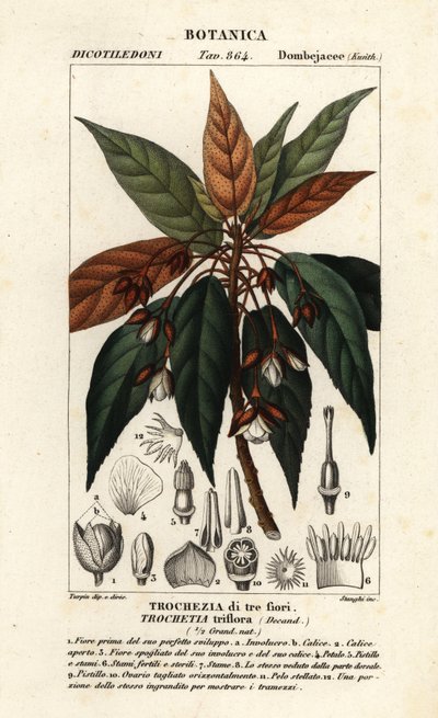 Trochetia triflora av Stanghi Stanghi