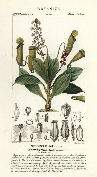 Tropisk muggeplante, Nepenthes destillatoria av Stanghi Stanghi