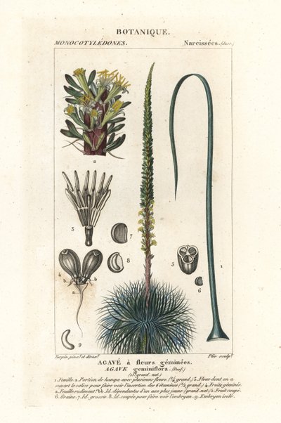 Tvillingblomstret agave, Agave geminiflora av Stanghi Stanghi