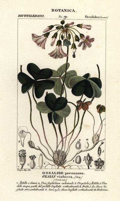 Fiolettvedsyre, Oxalis violacea av Stanghi Stanghi