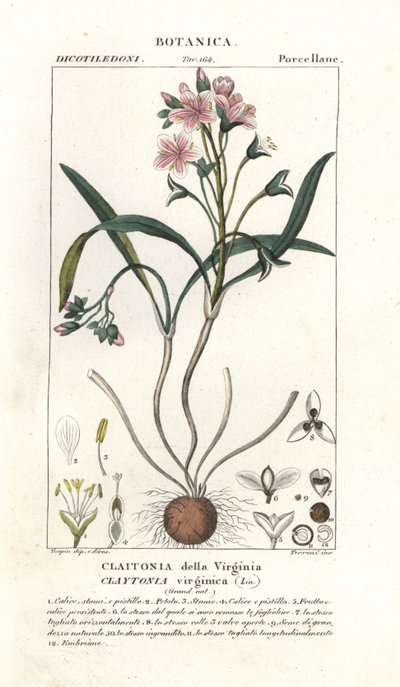 Virginia springbeauty, Claytonia virginica av Stanghi Stanghi