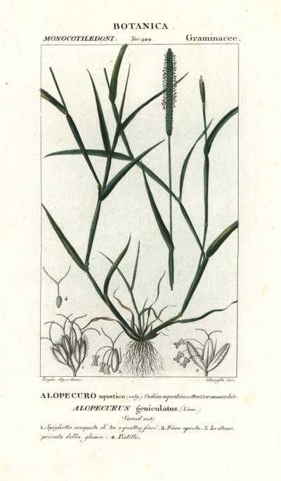Vannrevehale, Alopecurus geniculatus av Stanghi Stanghi