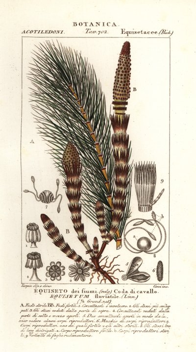 Vann kjerringrokk, Equisetum fluviatile av Stanghi Stanghi