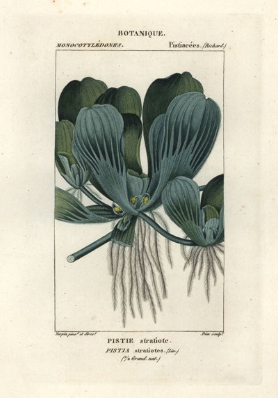 Vannsalat eller nilkål, Pistia stratiotes av Stanghi Stanghi